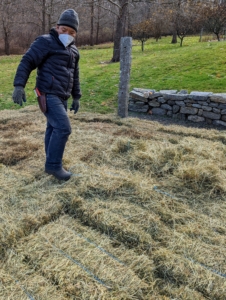 Phurba walks over the hay to look for any wide gaps. Any spaces between the bales are filled with loose flakes of hay.