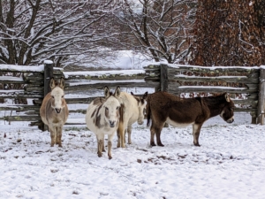 And here are four of my five donkeys – Truman "TJ" Junior, Jude "JJ" Junior, Billie and Rufus – waiting patiently for someone to stop with cookies. Clive is to the right eating some of the freshly dropped hay. They love this weather and have naturally thick coats that protect them in the cold. After below freezing temperatures overnight, today is expected to be in the mid- to high 30s melting some of the snow away. We're expecting more precipitation at the end of the week - winter is here.