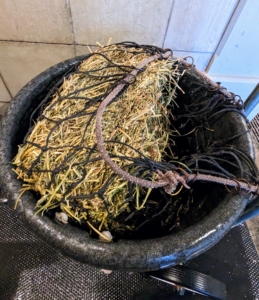 A smaller tub is used to soak alfalfa for Rinze. Alfalfa is nutritionally dense. It contains high levels of calcium, as well as magnesium, potassium, iron, phosphorus, lysine, vitamin C, vitamin K, and folic acid. It is also high protein forage, so it makes an excellent supplement for senior horses.