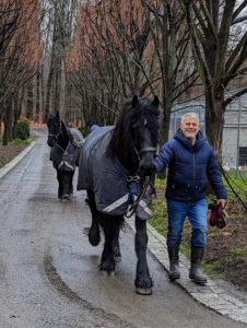 Here's Fernando bringing Hylke and Geert back to the stable from their paddock. These horses are so active, they love being outdoors, even when it's rainy or cold.
