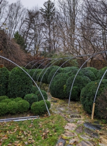 This year, outside my green parlor, we used old hoop house frames to cover these growing boxwood. Every year, our methods change slightly to accommodate the growing plants. Keeping good, usable materials for repurposing is always something I try to do. I am glad these metal frames can still be used - they're perfect for this space.