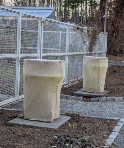 And these urns are the stately Kenneth Lynch garden urns flanking the entrance to the flower cutting garden. They are more than 500-pounds each. The pair is usually one of the first to get wrapped in burlap before each cold season.
