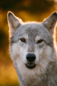 To help raise awareness, one can write letters, post on social media, talk about it - the goal of the #RelistWolves Campaign is to restore all Gray wolves to the Endangered Species List so they are protected and saved. (Photo by Bohemian Lights Photography)