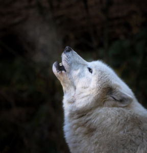 Do you know what a wolf's howl sounds like? Listen to my podcast and find out. We all learned how to howl like the wolves. (Photo by Candace Dyar)