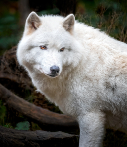Wolves look like large shepherd dogs. Wolves vary in size depending on where they live. Wolves in the north are usually larger than those in the south. The average size of a wolf's body is three to five feet long and their tails are usually one to two feet long. Females typically weigh 60 to 100 pounds, and males weigh 70 to 120 pounds. (Photo by Candace Dyar)