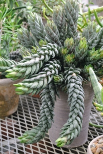 This is Haworthia coarctata. It is a succulent plant that grows up to eight-inches tall with long stems packed with robust succulent leaves. It is normally dark green but sometimes acquires a rich purple-red when in full sunlight.