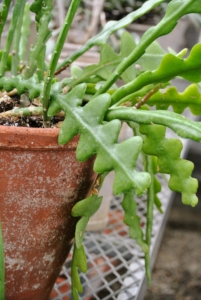 This ric rac cactus is one of the most exotic cactus houseplants. It shows off distinctive foliage – the stems are serrated and lobed, like a backbone and has a thick, leathery texture that perfectly suits the dark green color. If it gets enough light, ric rac cactus will bloom with stunning pink and white orchid-like flowers.