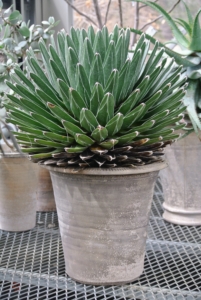 Agave is a genus of succulents in the subfamily Agavoideae of the broadly circumscribed family Asparagaceae. This is Agave ‘Queen Victoria’. This elegant, domed plant has deep green leaves that are strikingly edged and patterned in white.