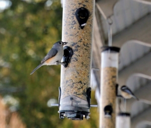 Many birds prefer tube feeders – hollow cylinders with multiple feeding ports and perches. Tube feeders attract small perching birds such as finches, goldfinches, titmice, and chickadees.