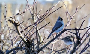 The tufted titmouse is a small songbird from North America. It is rather tame, and active, with an echoing voice, and can often be found near bird feeders especially in winter.