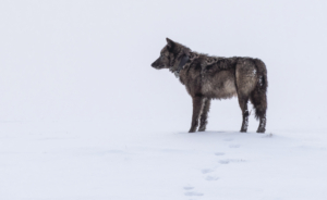At one time Gray wolves had the largest natural ranges of any terrestrial mammal in the northern hemisphere. Today, there are only about 6000 left in the contiguous United States. (Photo by Grant T. Johnson)