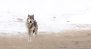 Idaho, Montana, and Wyoming have passed laws allowing hunters to kill their state’s wolves, blaming them for attacking livestock, even though wolves are responsible for less than one-percent of unwanted livestock deaths. (Photo by Grant T. Johnson)