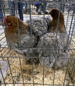 These are Blue Birchen Cochins - such beautiful birds. The Blue Cochin is stately, gentle, and quite rare. The Cochin breed was brought from China by clipper ships in the 1800s. They are large Asiatic chickens covered with soft feathers from head to toe. Cochin hens are good layers and have excellent dispositions.