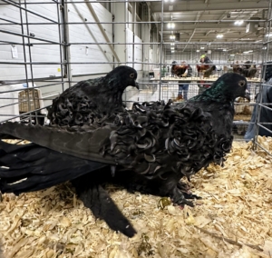 And we saw fancy pigeons. These are black Frillback pigeons. The Frillback is a breed of pigeon developed over many years of selective breeding. Frillbacks are descendants from the rock pigeon. The breed is known for the frill or curls on its wing shield feathers.