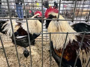 This is a large fowl salmon Faverolle cockerel. Faverolles are good-sized chickens with beards, muffs, feathered legs, and feet, and fifth toes. Males are straw-colored with reddish brown and black markings.