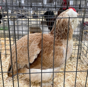 In this crate - a salmon Faverolles hen. The Faverolles is a French breed of chicken. The breed was developed in the 1860s in north-central France, in the vicinity of the villages of Houdan and Faverolles. These birds are energetic, curious, and talkative.