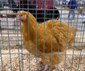 The Buff Chantecler is The Buff Chantecler is a gentle, hardy, dual-purpose breed. This one is a hen - the coloring is similar to that of the Buff Orpington.