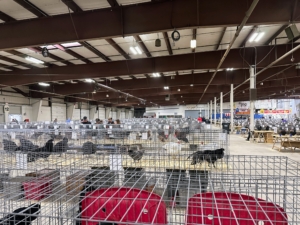 All the show birds are exhibited and judged in the Mallory Complex of the Expo Center. Visitors are able to see the various breeds up close in their crates. Each cage is tagged with the bird’s breed, color or variety, and gender.