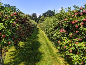 Here is the dwarf apple espalier in fall apple picking season - hundreds and hundreds of juicy, delicious fruits. I planted this espalier when I moved here. It is located just behind my long carport not far from my Winter House.