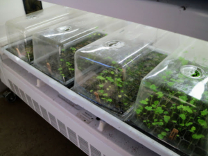 This is a tray after two weeks in the Urban Cultivator. Taller dome covers are also available for the growing plants.