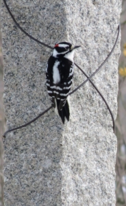 Here’s a downy woodpecker across the carriage road on the granite upright of my pergola. This is the smallest type of woodpecker in North America.