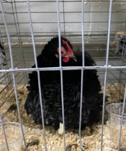 This is a black Frizzle Cochin bantam hen. A bantam chicken is a small hen. In most cases bantam chickens are smaller versions of a larger variety.