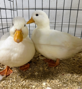 There were also some stunning duck breeds at the show - isn't this pair lovely?