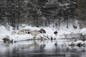 In this photo, the photographer captured a pack of wolves in Yellowstone National Park and followed the tracks for nearly 12 miles, until they split off in a canyon. Within 30 minutes the whole pack appeared on the river - 16 of them. (Photo by Jake Davis)