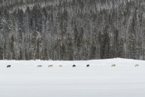 Wolves live in packs. Most packs have four to nine members, but the size can range from as few as two wolves up to as many as 15. Occasionally a pack can increase to 30 members, until some individuals break off to start their own pack. (Photo by Jake Davis)