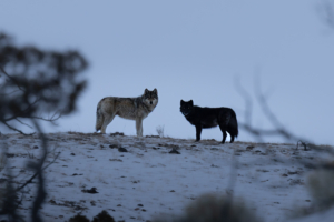 Within the pack hierarchy, there are male and female hierarchies. The alpha male is dominant over the entire pack, both males and females. The alpha female and male are the only ones that breed. (Photo by Larry Taylor)