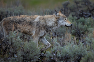 Wolves are carnivores—they prefer to eat hoofed mammals such as deer, elk, bison, and moose. They also hunt smaller mammals such as beavers, rodents, and hares. Adults can eat 20 pounds of meat in a single meal. (Photo by Larry Taylor)