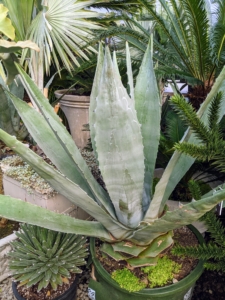 Many of you are familiar with the giant blue agave with its grayish blue leaves. I have many of these in all different sizes. Do you know… tequila is actually distilled from the sap of the blue agave?