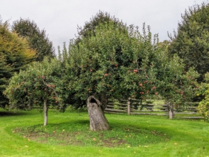 A good number of my apple trees are at least 50-years old, so they were already here when I purchased the property. Here’s one of the ancient trees, with lots of apples ready to pick. To maintain productive fruit trees, they need regular pruning once a year.