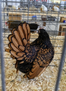 The Golden Sebrights, such as this hen, have stunning golden bay feathers laced in black.
