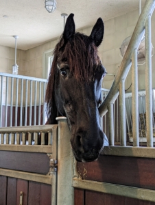 Here's the patriarch of my stable, my handsome Friesian, Rinze. Rinze is first to get checked.
