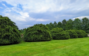 The same weeping hornbeams are so vibrant and lush green in summer.
