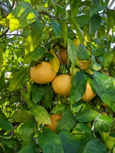 Also stored in this greenhouse is this grapefruit tree. Look at all the gorgeous grapefruits that are growing!