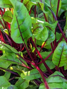 Beet stems are also quite colorful in deep red. Beets are sweet and tender – and one of the healthiest foods. Beets contain a unique source of phytonutrients called betalains, which provide antioxidant, anti-inflammatory and detoxification support.