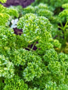 Here’s our bed of parsley. Parsley is a flowering plant native to the Mediterranean. It derives its name from the Greek word meaning “rock celery.” It is a biennial plant that will return to the garden year after year once it is established.
