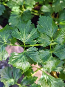 All my plants are grown organically and have no chemical taste at all. This is the celery - also great for my daily green juice. Celery is part of the Apiaceae family, which includes carrots, parsnips, parsley, and celeriac.