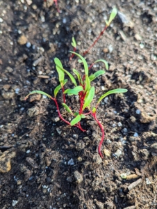 Nearby - the newer beet sprouts just poking through the soil.