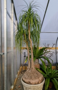 Just inside the front doors is this potted Beaucarnea recurvata, the elephant’s foot or ponytail palm - a species of plant in the family Asparagaceae, native to the states of Tamaulipas, Veracruz and San Luis Potosí in eastern Mexico. Despite its common name, it is not closely related to the true palms. In fact, it is a member of the Agave family and is actually a succulent. It has a bulbous trunk, which is used to store water, and its long, hair-like leaves that grow from the top of the trunk like a ponytail, gives the plant its name.