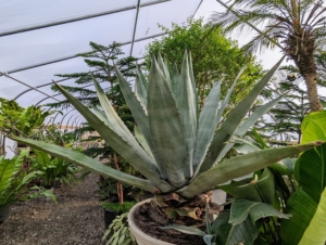 I have many agaves, including this giant blue agave with its beautiful gray-blue spiky fleshy leaves. Do you know… tequila is actually distilled from the sap of the blue agave?