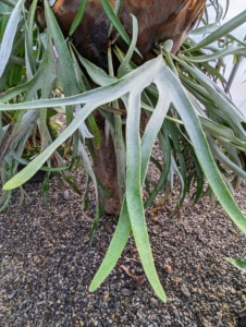 The staghorn fern leaves are actually called fronds, and staghorn ferns have two types. The first is the “antler” frond – these are the large leaves that shoot out of the center of the plant, and from which staghorn ferns get their names, since they resemble the antlers of deer or moose. The second type of staghorn fern frond is called the shield frond. These are the round, hard plate-like leaves that surround the base of the plant. Their function is to protect the plant roots, and take up water and nutrients.