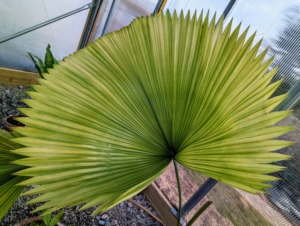 At the back of the hoop house is this pretty potted ruffled fan palm, Licuala grandis. It is an unusual and gorgeous species of palm. Ruffled fan palm is native to the Vanuata Islands, located off the coast of Australia. It is a very slow growing palm which can reach up to 10 feet, but usually closer to six feet when grown in a pot. They are grown for their gorgeous pleated, or ruffled, leaves.