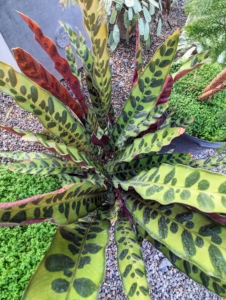 Goeppertia insignis, the rattlesnake plant, is a species of flowering plant in the Marantaceae family, native to Rio de Janeiro state in Brazil. It is an evergreen perennial with slender pale green leaves heavily marked on top with dark blotches and purple undersides.