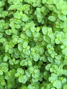 Another underplanting I like is baby's tears, Soleirolia soleirolii - a plant in the nettle family. Baby's tears is a mat-forming tropical perennial with myriad tiny green leaves.