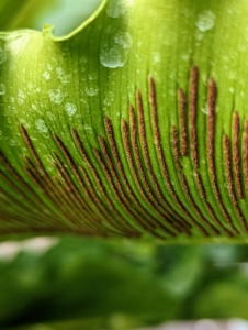 Spores on the bird’s nest develop on the underside of the fronds. These form long rows extending out from the midrib.