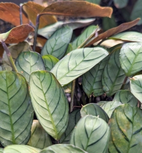 These are the leaves of a Ctenanthe burle-marxii - a compact plant with bright green leaves that are striped with alternating lance-shaped bands, and have deep purple undersides and stems. Ctenanthe are commonly called "Prayer Plants" because their leaves lie flat by day, but fold upwards in the evenings.