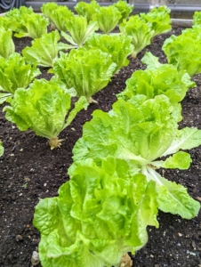 Some of these lettuces will be picked very soon.